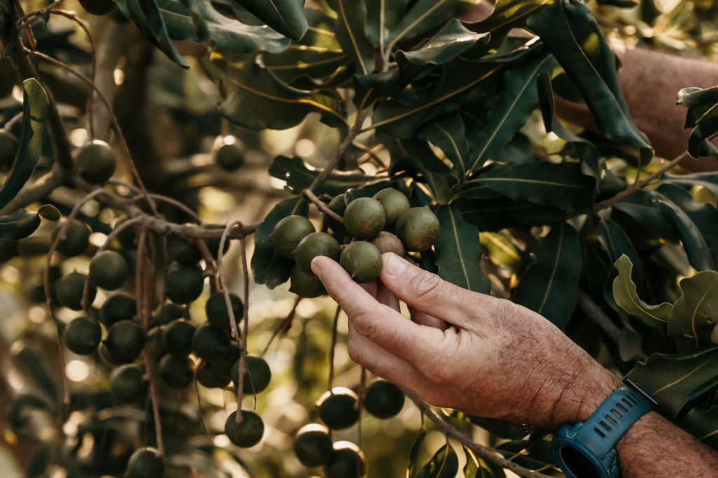 Macadamia: Der Baum und seine wertvolle Nuss im Porträt